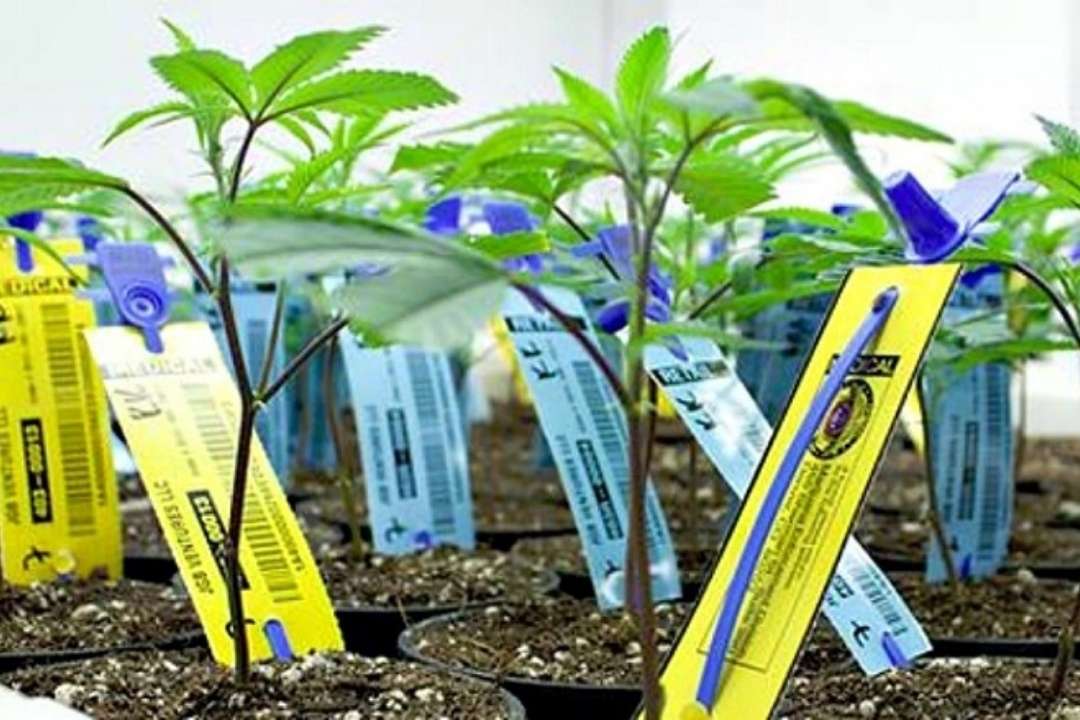 Ứng Dụng RFID Trong Nông Nghiệp: Xu Hướng Chuyển Đổi Số Toàn Diện